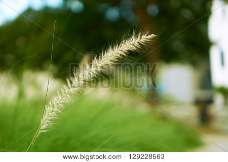 Outdoor photo with selective focus on grass in meadow.