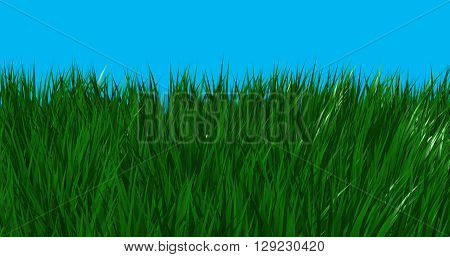Tall green grass growing against blue background