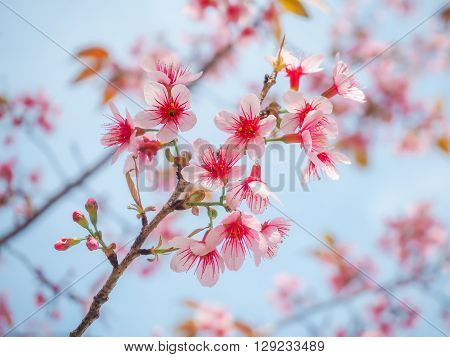 Closeup of Wild Himalayan Cherry (Prunus Cerasoides) on Blue Sky Background at Khun Chang Kian Chiang Mai Thailand.