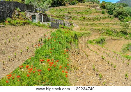 Landscape with vines on the hillside in the National park of Cinque Terre, Italy