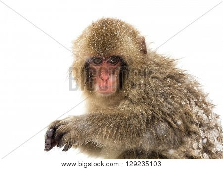 Japanese Snow Monkey Macaque at Jigokudani Yudanaka Nagano Japan