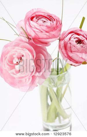 Ranuncolo rosa