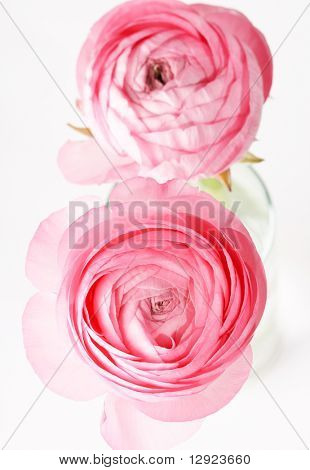 Ranuncolo rosa