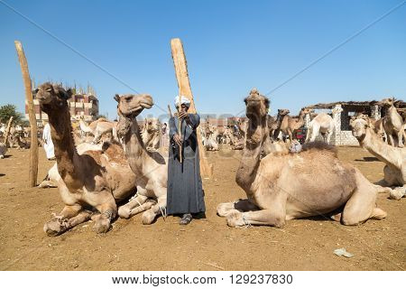 DARAW, EGYPT - FEBRUARY 6, 2016: Elderly camel salesmen with stick at Camel market.