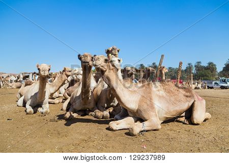 DARAW, EGYPT - FEBRUARY 6, 2016: Camels at Camel market.