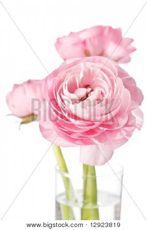 Ranuncolo rosa