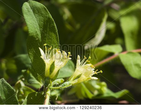 Blooming blue honeysuckle flowers on branch with bokeh background macro selective focus shallow DOF