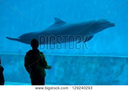 GENOA, ITALY - MARCH 22, 2016: Young visitor observes as the common bottlenose dolphin (Tursiops truncatus) swims in the Genoa Aquarium in Genoa, Liguria, Italy. 