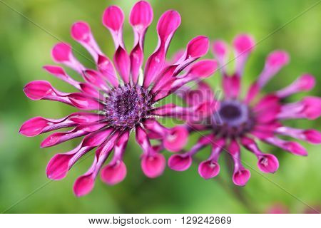 Purple Osteospermum daisy flowers, also known as Spider Daisies.