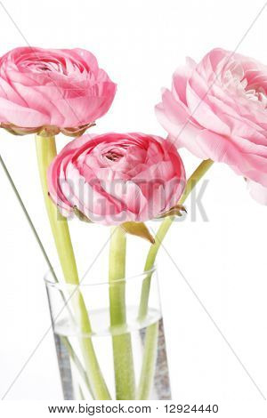 Ranuncolo rosa