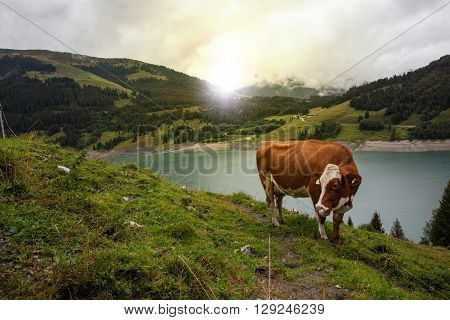 Cow at farmland during the spring time