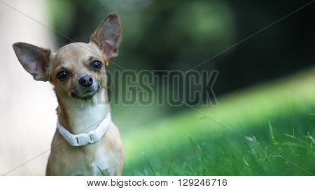 Dog playing in the park on the grass