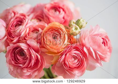 bunch of pale pink ranunculus persian buttercup light background, wooden surface. glass vase.  spring, summer