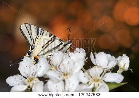 closeup beautiful giant Swallowtail butterfly (Papilionidae) on flowers at sunset