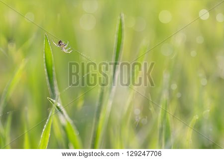 the spider on gossamer in grass with droplets of dew in the morning sun. soft focus shallow DOF.
