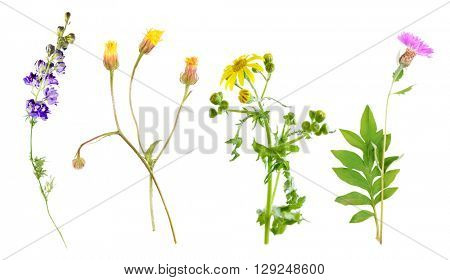 Set of beautiful meadow flowers, isolated on white