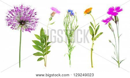 Set of beautiful meadow flowers, isolated on white
