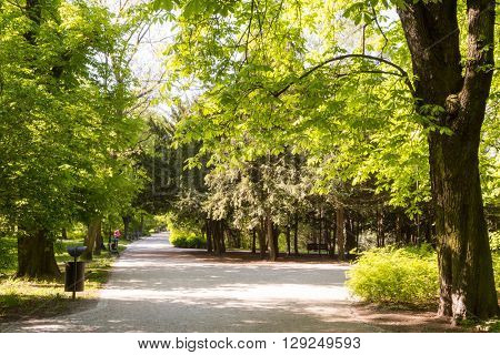 Paths in springtime