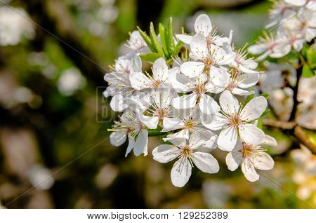 branch of white cherry blossom close-up shot