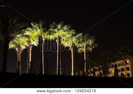 Group of palm trees at night lighted up nicely