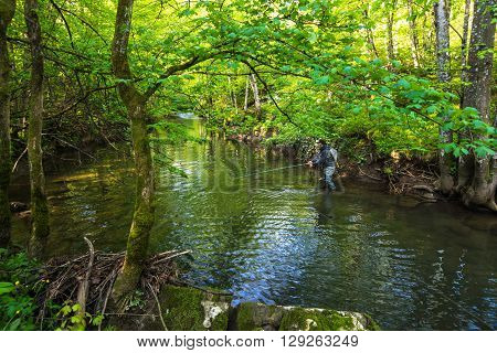 Fly Fisherman Fishing Trouts In  River