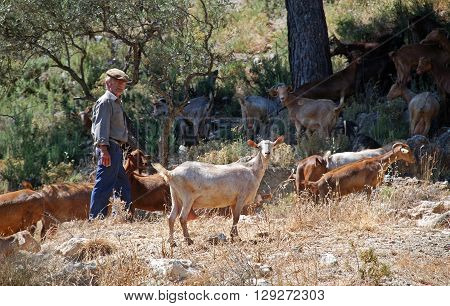 TORROX, SPAIN - JULY 1, 2008 - Shepherd with goats on the mountainside during the Springtime between Torrox and Competa Malaga Province Andalucia Spain Western Europe, July 1, 2008.