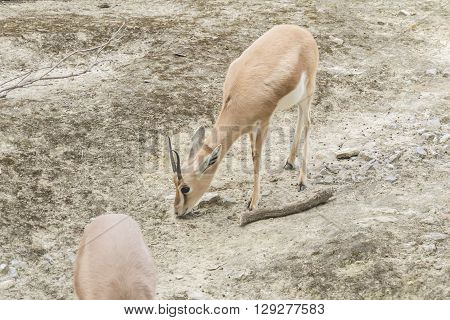 Gazella dorcas neglecta Dorcas gazelle, looking for meal