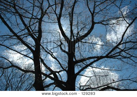 Tree Silhoutte