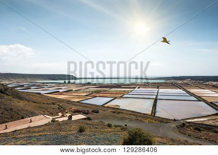 Lanzarote saltworks salinas de Janubio colorful Canary Islands