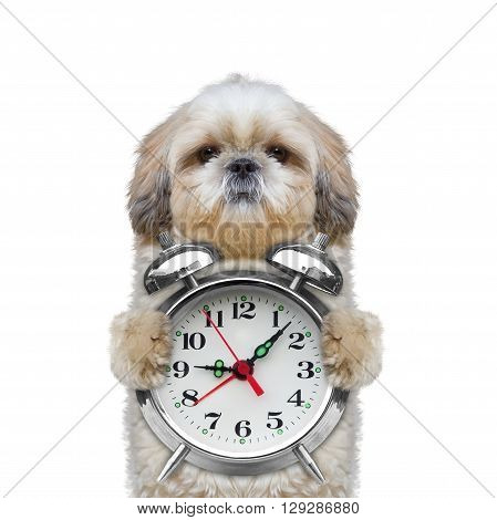 dog holding an alarm clock in his paws -- isolated on white