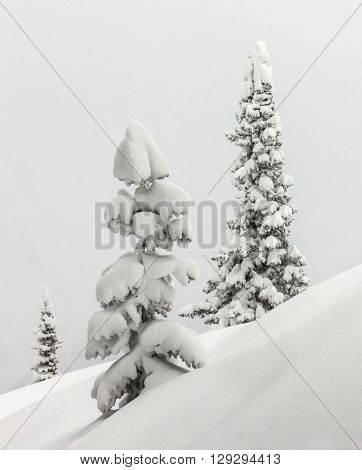 Fir trees under the snow. Mountain forest in winter. Christmas landscape.  Siberian mountains, baikal, mamay