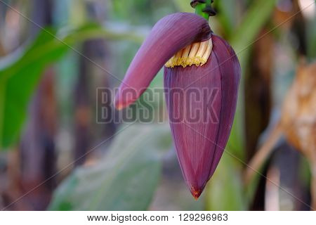 banana flower on the tree. Selective focus.