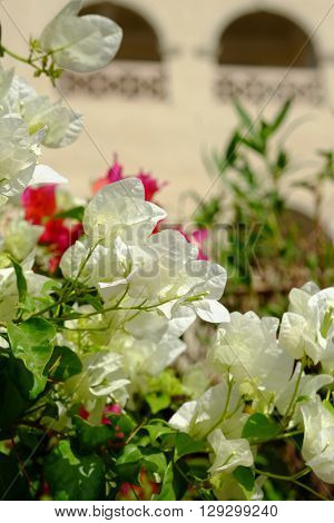 Lush blooming flower with colorful mix of summer flowers.
