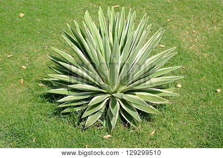 round cactus, prickly plant on the lawn in garden.