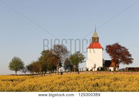 Typical danish church in the countryside with a field of rapeseed