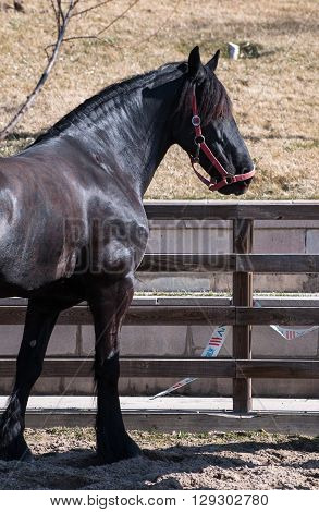 Running black friesian horse as horse training.