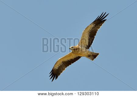 The Booted Eagle in flight (Aquila pennata)