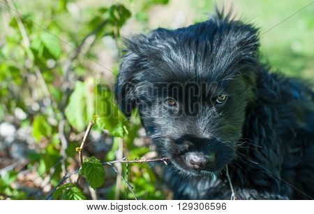 particular of young black dog in the nature