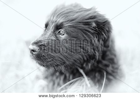 particular of young black dog with black and white tecnique