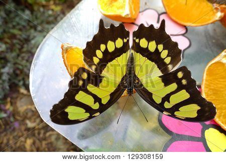 beautiful Siproeta stelenes butterfly on feeding plate
