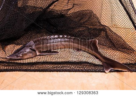 Fresh Sterlet Fish On Fishing Net. Sterlet Is A Small Sturgeon.