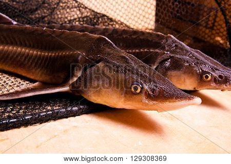 Close Up View Of The Sterlet Fish On Fishing Net. Sterlet Is A Small Sturgeon.