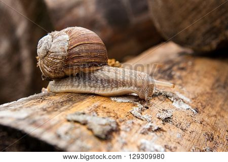 Helix Pomatia, Common Names The Burgundy Snail, Roman Snail, Edible Snail Crawling On The Trunk Tree
