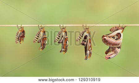 Transformation of attacus atlas moth on twig