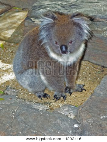 Koala 