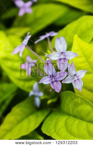Pseuderanthemum Laxiflorum, Shooting Star, Star Flower.