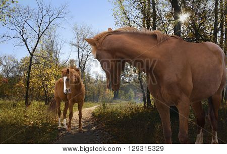 a pair of horses on an autumn walk in the beautiful woods