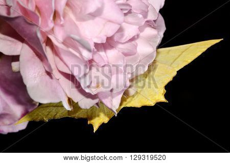 Swallow-tailed moth (Ourapteryx sambucaria) upside-down on rose. British insect in the family Geometridae the geometer moths