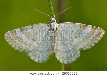 Grass rivulet moth (Perizoma albulata). British insect in the family Geometridae the geometer moths