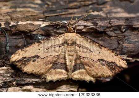 Waved umber moth (Menophra abruptaria). British insect in the family Geometridae the geometer moths